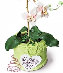 Торт Орхідея краса в вазоні
